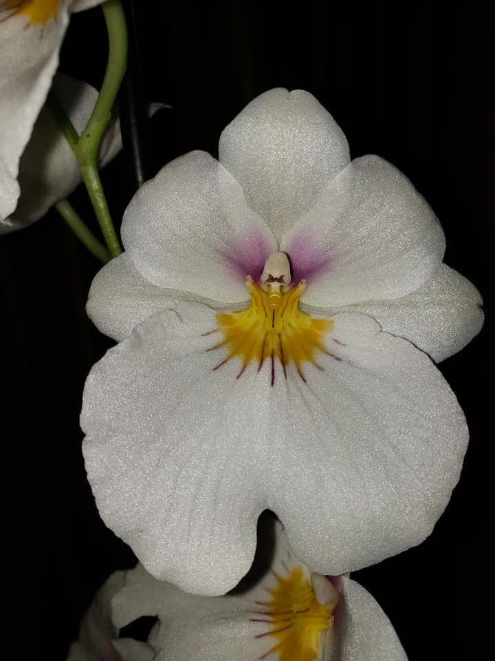 MILTONIOPSIS, ORCHID, ORCHIDS,ORCHIDEE,MILTONIA